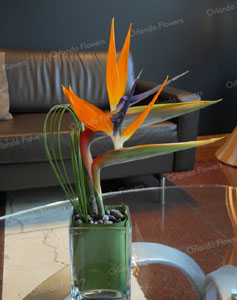 Bird of Paradise - Reception Vase 