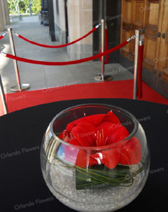 Red Amaryllis Vases - Red carpet Event - Auckland Museum