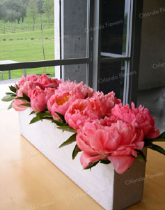 Coral Peony - Corporate Wine Tasting