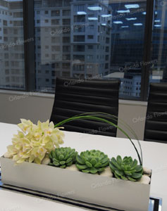 Orchids and Succulents - Boardroom