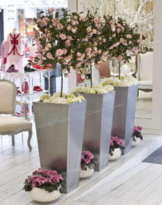 Rose Trees,Hydrangea and African Violets - Trelise Cooper Kids Store Opening