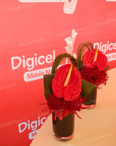 Digicel Launch - Kelliher Estate