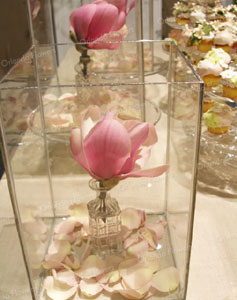 Tulip Magnolia  Vases - Private Party