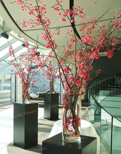 Cherry Blossom - Auckland Musuem Event Center