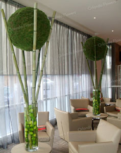  Moss Balls and Bamboo - Hotel Opening
