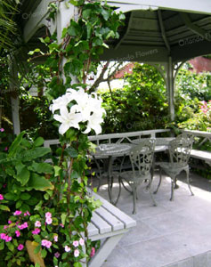 White Lilies - Gazebo - Mollies