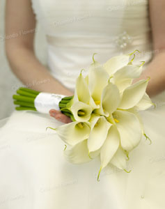 Calla lilies - Photo Rachel Hale
