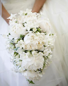 Peony and Rose French trailing  - Photo Angela Scott