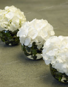 Hydrangea Vases - Photo - Rachel Hale